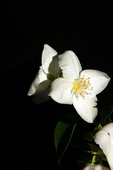 Beautyful Jasmine flower with a black background