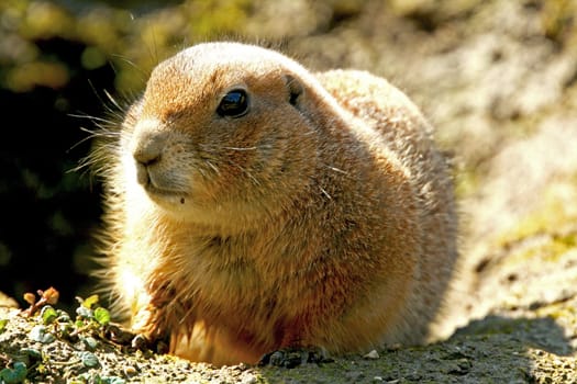 A ground squirrel is looking for his food