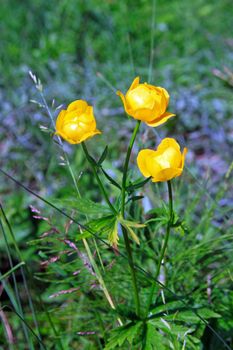 Three-flowered yellow rose with purple flowers in background