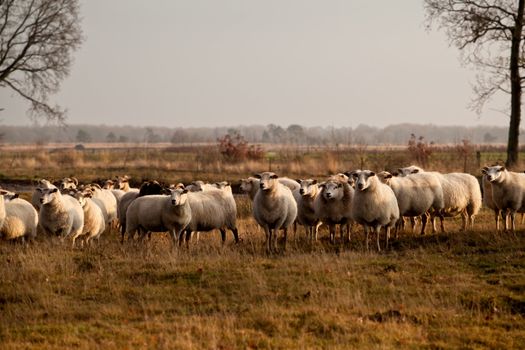 sheep herd in Dwingelderveld on outdoors pasture, Netherlands