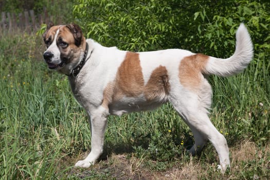 Portrait of Caucasian Shepherd against the green vegetation
