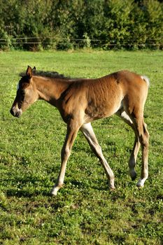 Small funny foal in the nature      