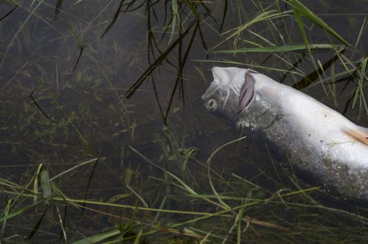 Toxic dead fish in polluted water