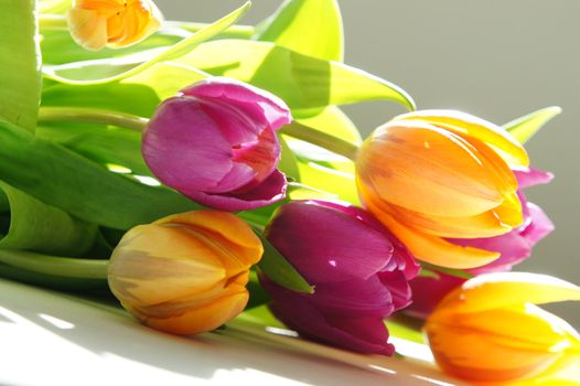 Beautiful mix of vivid multicolored tulips 
