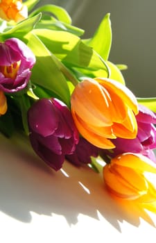Beautiful mix of vivid multicolored tulips                       