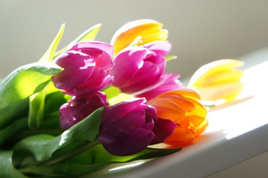 Pink, yellow, purple and violet tulips