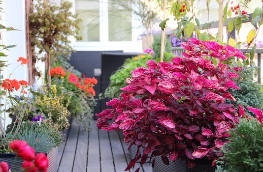 Well designed modern terrace with a lot of flowers 