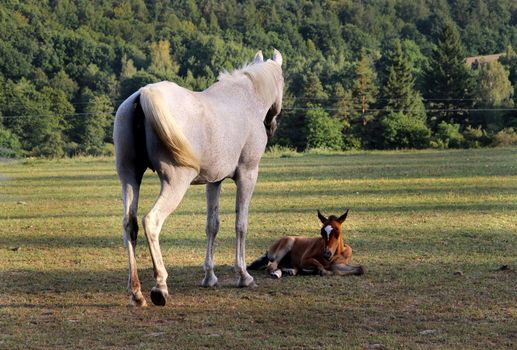 Horse and funny baby horse 