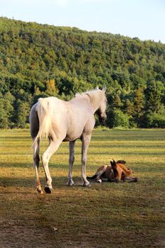 Horse and funny baby horse 

