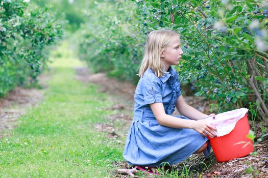 Young Blonde Girl Picking Ripe Blueberries in a Blue Dress