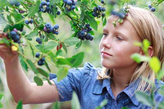 Young Blonde Girl Picking Blueberries in a Blue Dress