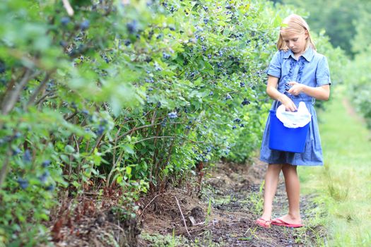 Young Blonde Girl Picking Blueberries in a Blue Dress