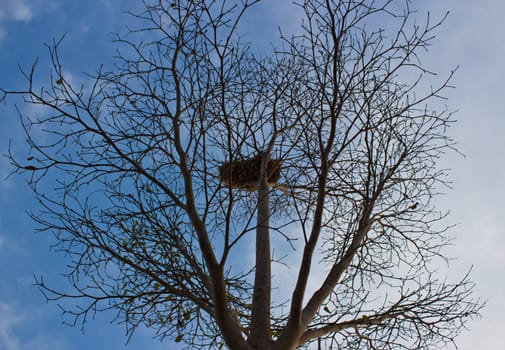 Patterns of branches and blue sky.