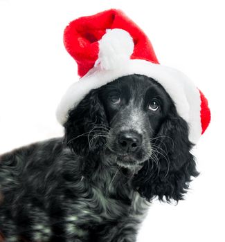 cocker spaniel wearing santa hat on white background