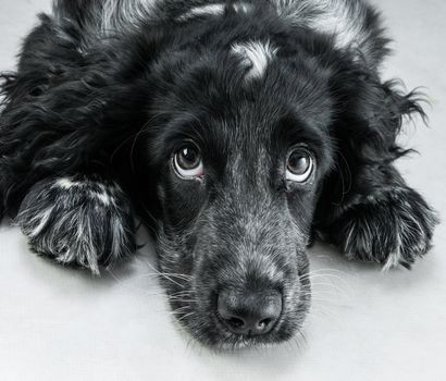 Portrait of english cocker spaniel on a white floor