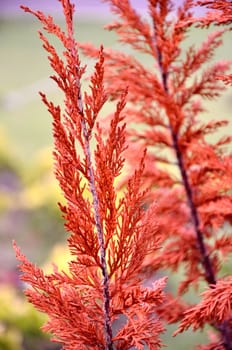 Red tree close up, Nature background