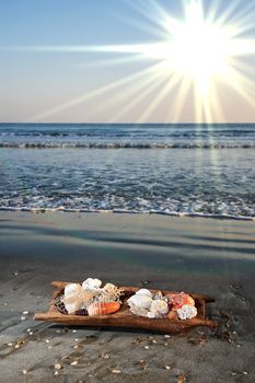 sea shell composition on a wooden bowl placed on a beach