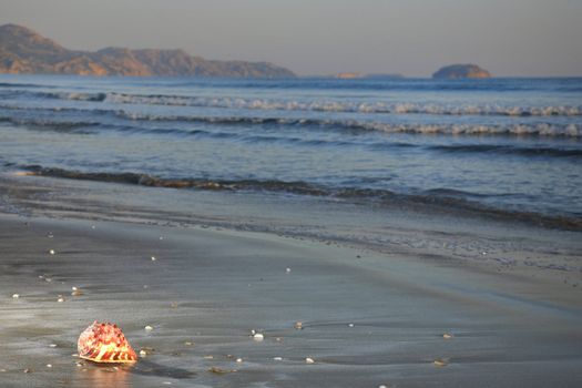 sea shell on a beautiful beach