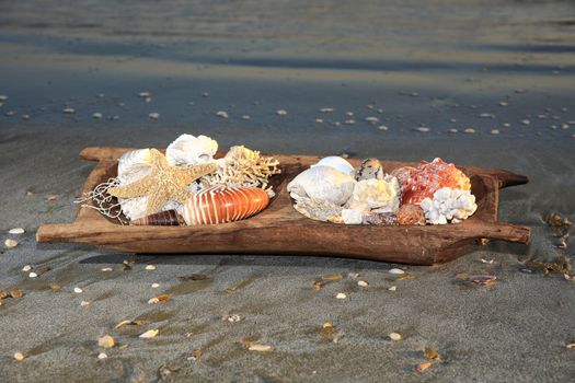 sea shell composition on a wooden bowl