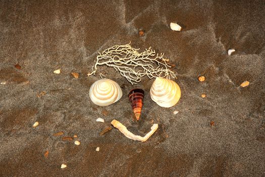 face made from shells on a beach