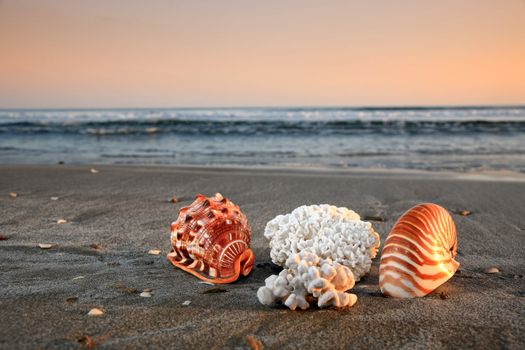 shells and corals on a beautiful beach