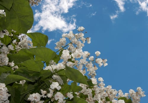 Spring blossom of magnolia tree white flowers