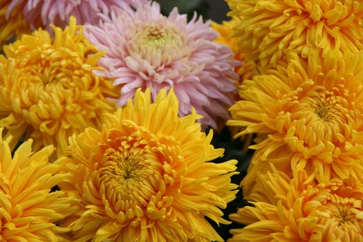 detailed close-up background of vivid fresh flowers