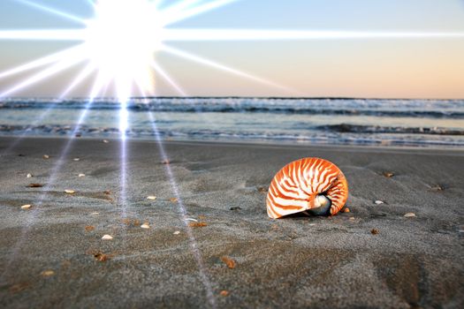 beautiful shell on sandy beach
