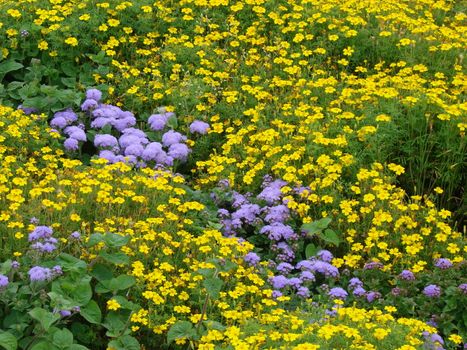 Blossoming flowers in blossoming meadow