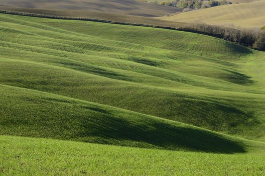 A typical green hillside landsdscape in Tuscany