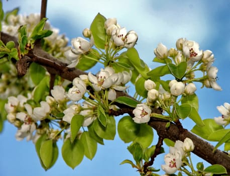 Spring blossom of apple tree white flowers