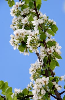 Spring blossom of apple tree white flowers