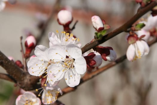 Spring blossom of apricot tree white flowers