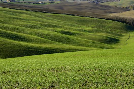 A typical green hillside landsdscape in Tuscany