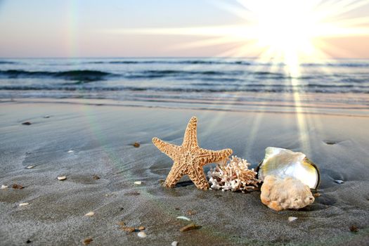 sea star nad corals on a beautiful beach