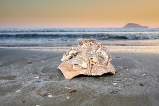 broken pot with sea star and corals on a beach