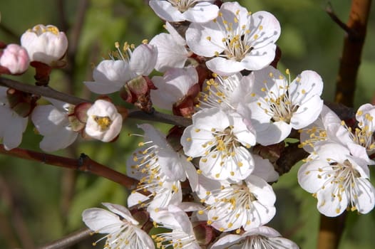 Spring blossom of apricot tree white flowers