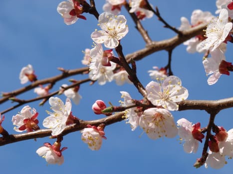 Spring blossom of apricot tree white flowers over deep blue sky