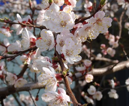 Spring blossom of apricote tree white flowers