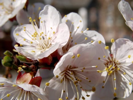Spring blossom of apricote tree white flowers