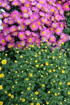 detailed close-up background of purple flowers