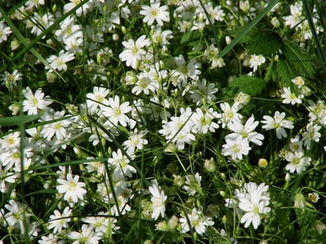 green spring meadow background with white flowers
