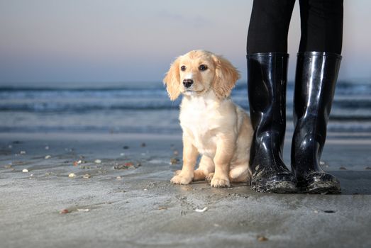 puppy seating next to boots on a beach