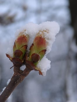Snow-covered dissolved chestnut kidney