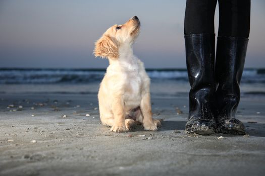 beautiful puppy next to the boots looking up
