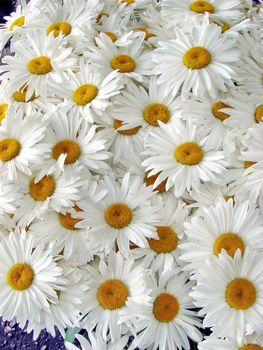 A lot of big white daisy wheels bouquet