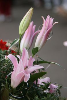 detailed close-up of vivid fresh lilly flowers