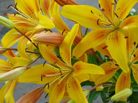 deep yellow big lily bouquet