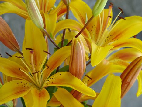 deep yellow big lilly bouquet