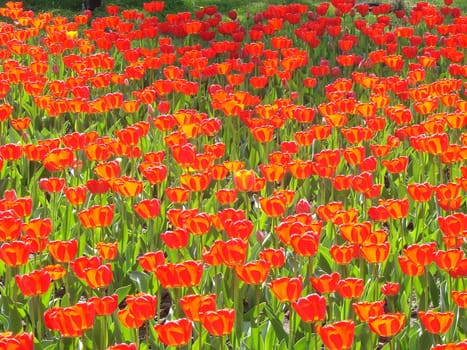 The bed of scarlet red tulips flowers